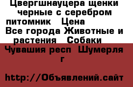 Цвергшнауцера щенки черные с серебром питомник › Цена ­ 30 000 - Все города Животные и растения » Собаки   . Чувашия респ.,Шумерля г.